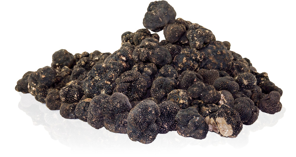 Winter-Edeltrüffel Wintertrüffel